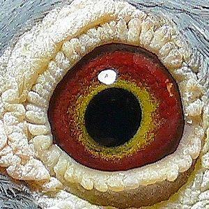 eye of the Quasimodo Boy